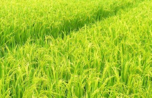 国产水稻育苗视频教程,从播种到成苗的全程指导