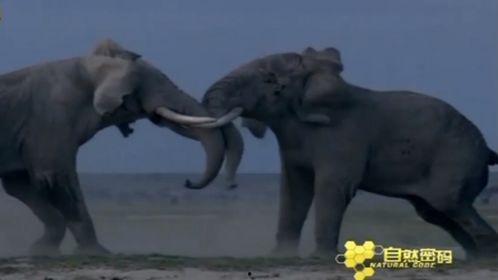 大象儿视频在线观看国产