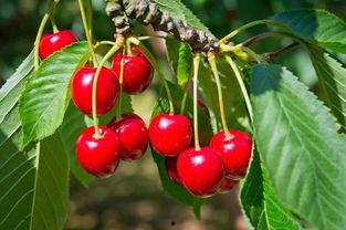 国产樱桃怎么修剪的视频,国产樱桃高效修剪技巧解析