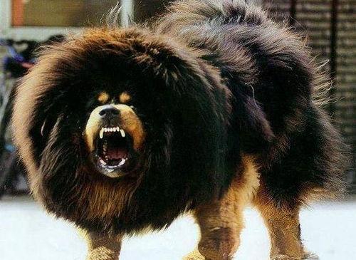 国产护卫犬视频,忠诚守护，勇猛无畏