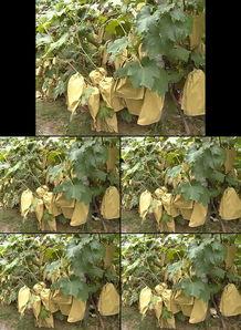 国产葡萄园视频,丰收画卷里的绿色希望