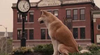 哪能看国产人狗视频