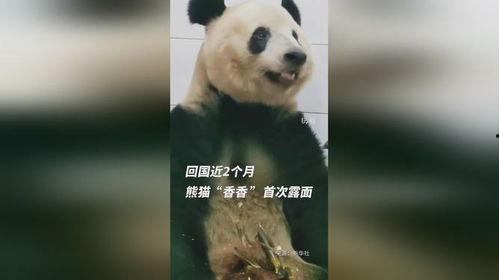 最新国产熊猫视频,萌态可掬，国宝魅力再升级