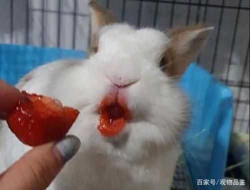 兔子能吃国产樱桃吗视频,兔子能否享用的美味果实？