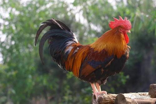 土鸡视频在人线国产,人线国视角下的乡村生活画卷