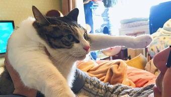 国产白虎膏测试视频大全