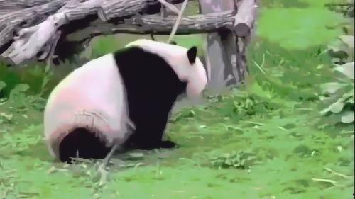 国产大熊猫视频,大熊猫的萌动瞬间
